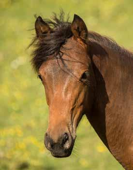 KHH Tawa Yearling, EMH 13.2hh, Gelding Tawa is a yearling gelding born in captivity from a mare from the 2014 muster. Tawa has the softest, sweetest most gentle nature.