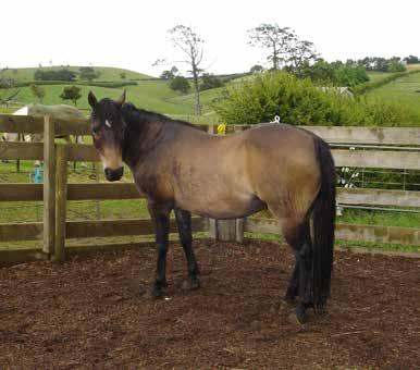 2hh, Mare Daisy is a lovely bay mare who shows the Exmoor lines of her heritage. She came into KHH care when her owners moved and left her behind.