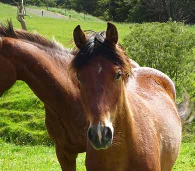 Manu 2yo, EMH 14hh, Gelding Just the most gorgeous pony. Manu is an absolute sweetheart. He s a sensitive little soul, but in time he will make a fantastic 2nd pony for a soft, show rider.