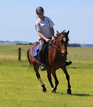 $4000 Princess 2012 Muster 7yo, 14.1hh, Mare Princess is from the 2012 muster, and is a rich red-bay with a TB build.