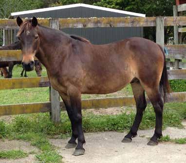 We are looking for sponsorship for Heather until she is handled and her foal weaned and she is ready to be rehomed.