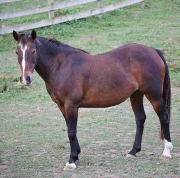 KHH Cleo 11yo, 14.2hh, Mare 2012 Muster Cleo is a lovely solid build mare from the 2012 muster.
