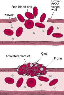 blood vessel Some medications interfere with clotting Some