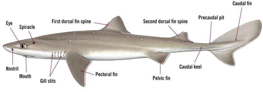 AP Biology Chapter 24 Exercise #18: Chordates: Fish Cartilaginous Fishes Lab Guide Exercise 18B Class Chondrichthyes Cartilaginous Fishes This group contains about 970 species that are characterized