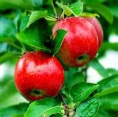 Prices Received by Growers for All Fresh Apples Cents Per Pound 55 50 45 40 35 30 25 20 15 Source: USDA NASS 2015 Crop 2016 Crop Five-Year Average Jul Aug Sep Oct Nov Dec Jan Feb Mar Apr May Jun