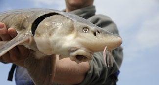 profile Lake Sturgeon have a social and historical significance in Manitoba and a strong cultural significance to Aboriginal peoples in the province.