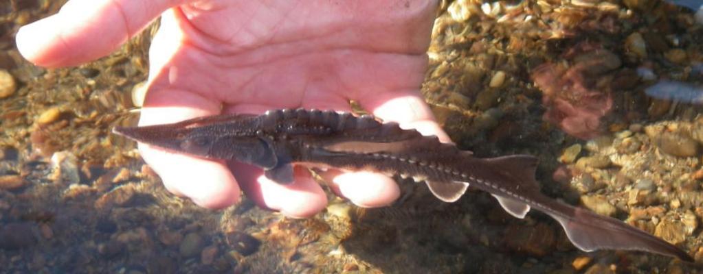 Releases: 12,000; 120 g juveniles at age-1 All fish tagged and