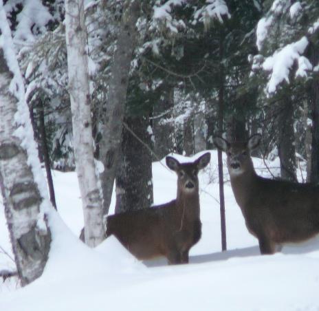 Deer Wintering Areas Strong fidelity