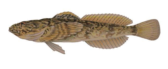 All of these species are protected on Jicarilla Apache Nation Lands Roundtail Chub (Illustration 1): A species of concern throughout its range. Listed as New Mexico State Endangered.
