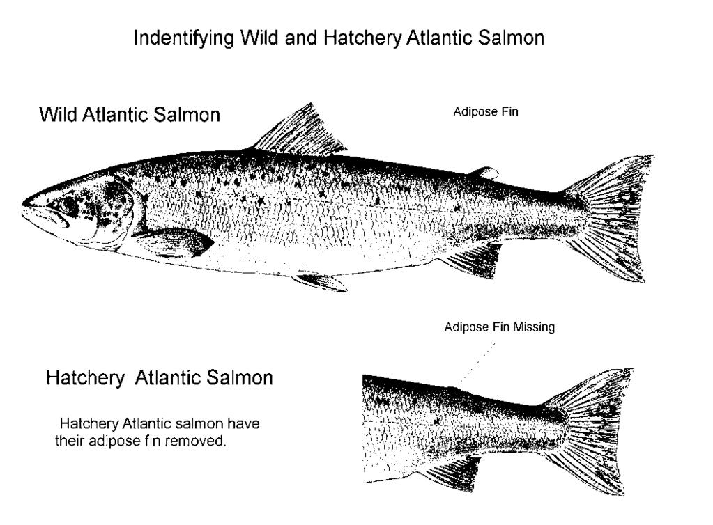 Atlantic Salmon a) Daily posession limit of one grilse. (35 63 cm in length) b) Daily catch and release limit of not more than two (grilse or salmon). c) Season limit of seven grilse.