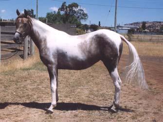 Offered for Sale 6 FREE SPIRIT SCARLETT O HARA MR279 PF26469 Offered for Sale FREE SPIRIT LADY OF THE LAKE TPSInc Pending Scarlett has had the most amazing show career in led classes.