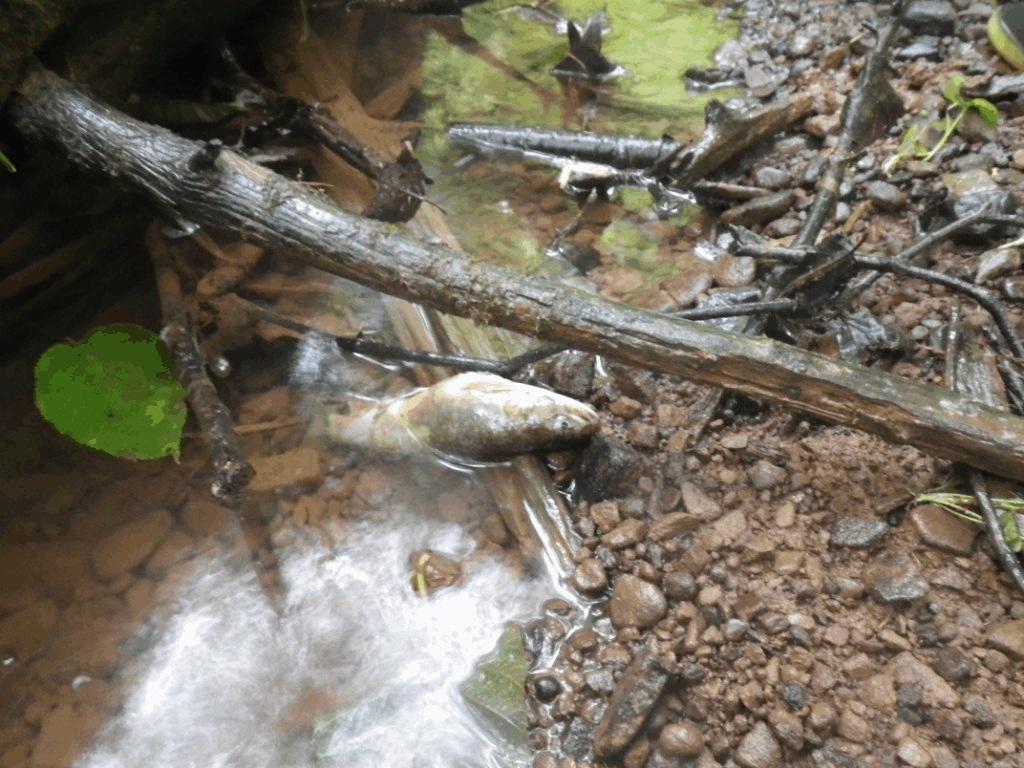 fish downstream from e Colville Road on July 26,