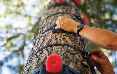 Daily Activities Arboreal Tree Climb $15 per tree climb session $40 per tree climb session and two consecutive zips Enjoy Muskoka s beautiful scenery at new heights before enjoying a thrilling and