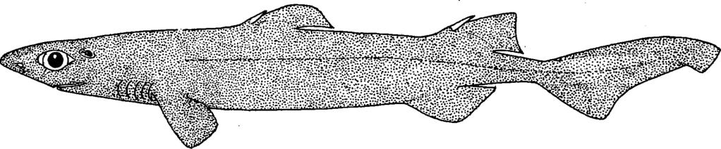- 48 - FAO Names : En - Black dogfish; Fr - Aiguillat noir; Sp - Tollo negro merga. Field Marks : No anal fin, grooved dorsal fin spines, teeth with narrow cusps and cusplets in upper and lower jaws.