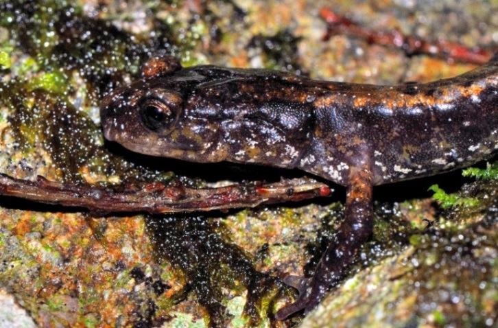 WHATCOM COUNTY AMPHIBIAN MONITORING PROJECT AMPHIBIAN GUIDE PART 2: SALAMANDERS Four families of salamanders (Caudata) are found in western Washington, with the following six species