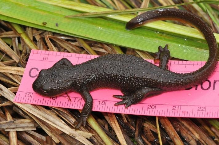 Both Ambystoma species are pond-breeding salamanders and the aquatic life stages are more easily found than the fossorial terrestrial stages.