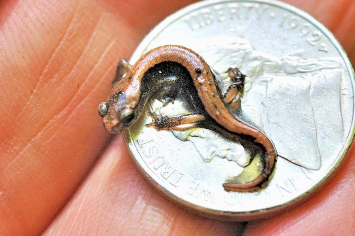 salamander has a long, slender body, slender legs, relatively short toes