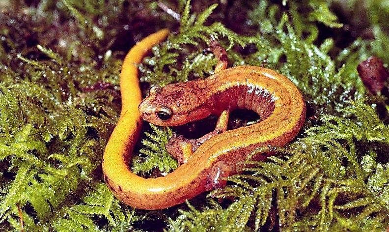 The nasolabial groove identifies this species as a lungless salamander.