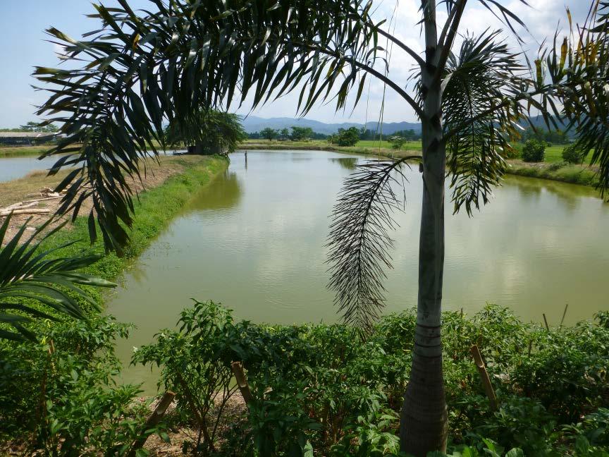 Chiangrai pond culture,