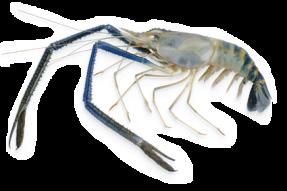 880 White shrimp 553 899