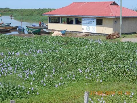 Water hyacinth invading BMU