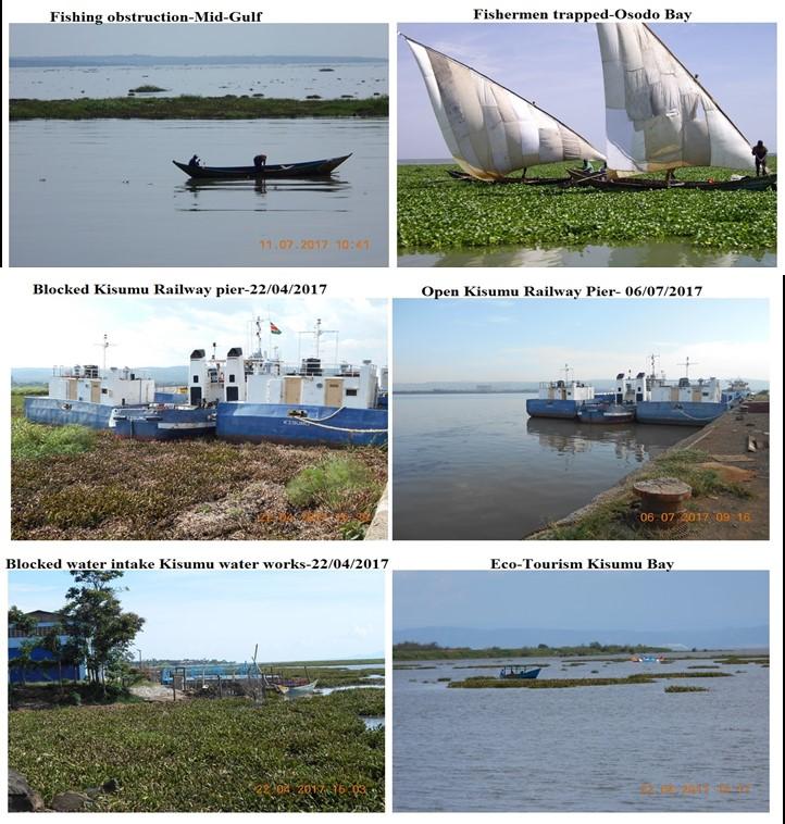 The water hyacinth is back in Nyanza Gulf: An early warning based on observed trends By : Job Mwamburi, Collins Ongore, Nicholas Gichuru and John Ouko Excessive nutrient loading has lowered the water