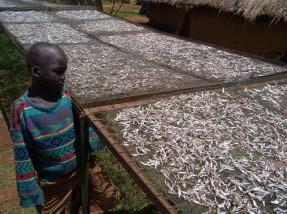 The Omena fishery By: Nicholas Gichuru and Cyprian Odoli Omena is the most important small fish species in the Lake contributing immensely to the protein of the poor population.