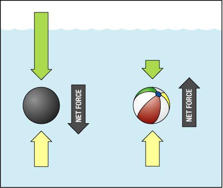 Floating and Sinking A heavy lead ball and a light beach ball,, both of equal volume, are submerged.