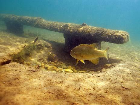 burrow, underside of a rock, or log) as a spawning and