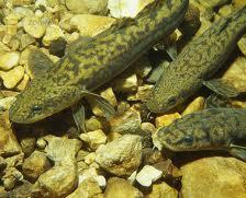 Burbot are an