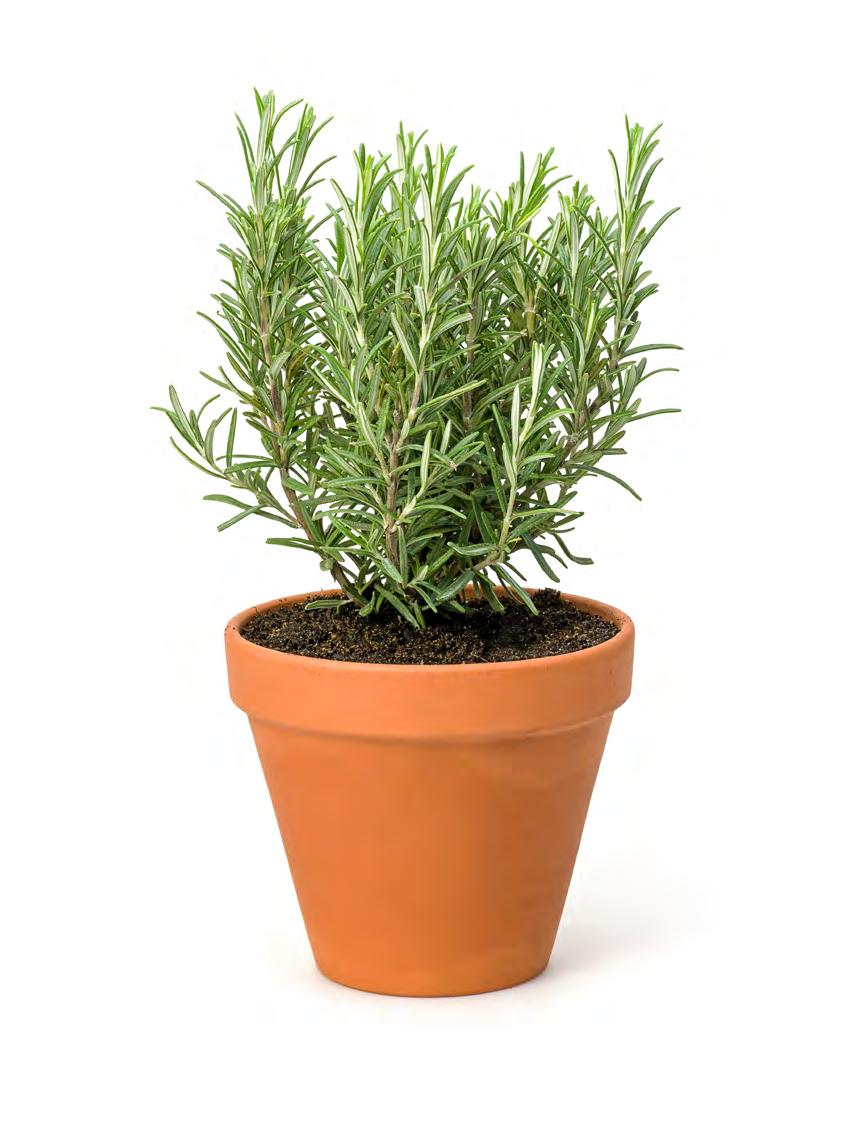 Adult Divisions: Potted Herb ELIGIBILITY Open to all California residents, ages 18 and older.