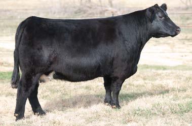 FEATURE LOTS Sired by HANS - Tag 8038 - Another powerful donor candidate and granddaughter of Hannibal. Super cool, long necked and stout!