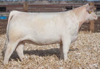 BRED HEIFERS Sired by FELONy - Tag 126Y - Felony was the son of Kojack out of Yellow Jackets $21,000 full sister.