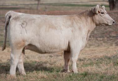 Sired By Alias Tag 0510 This daughter of Alias is another long necked, stout made Charolais cross.