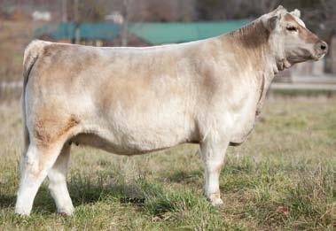 Sired by TR Firewater Tag 84Y The Bauman Sired by FELONY Tag 41Y B3 crew brings a potent pedigree to the table Another stout purebred, sired by Felony out of here.