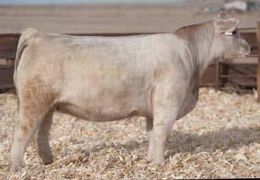Her dam was females in the Bauman program, that won the Jr. also a Jr. National Champion. Here s a heifer with National and the National Western.