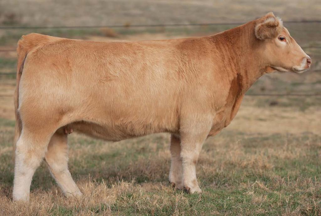 www.westernelitefemales.com Sired by Walks alone Tag 0536 This heifer is built for speed.