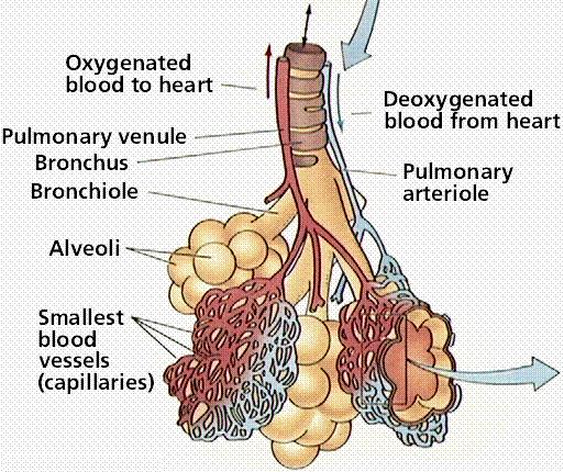 Outer surface of the lungs and the chest cavity are surrounded by the pleural membrane
