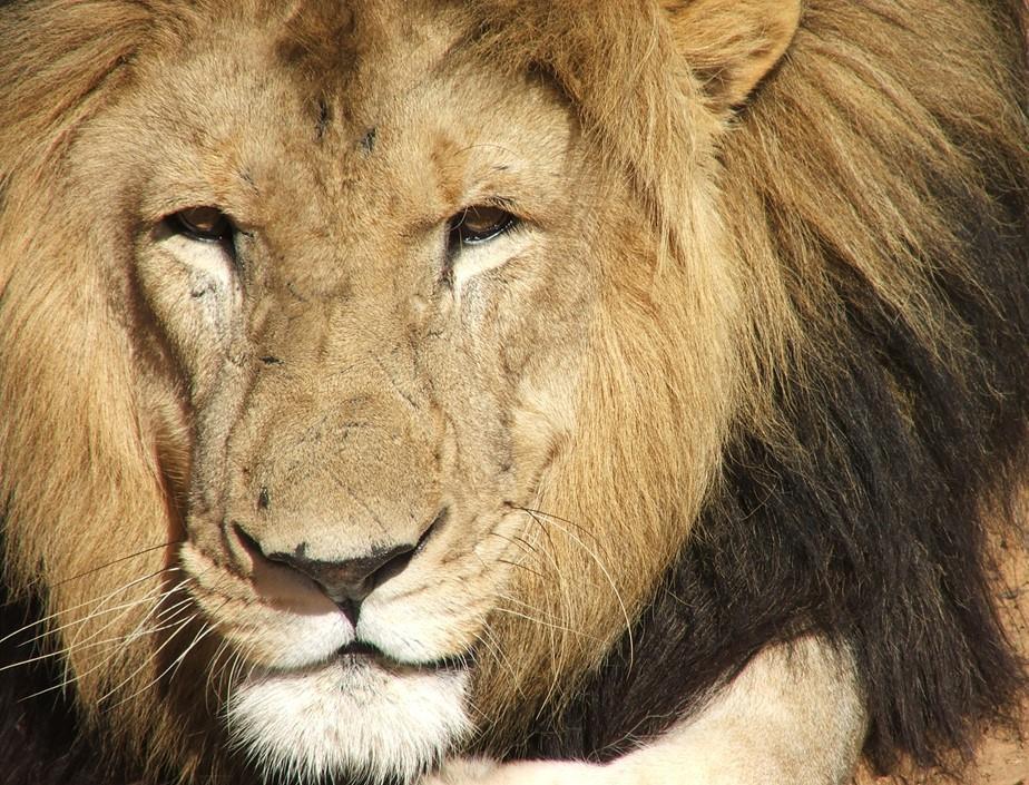 ` 2017 MANAGEMENT PLAN FOR CAPTIVE LIONS A national strategy