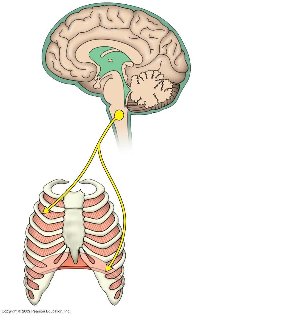 Brain Cerebrospinal fluid Pons 1 Nerve signals