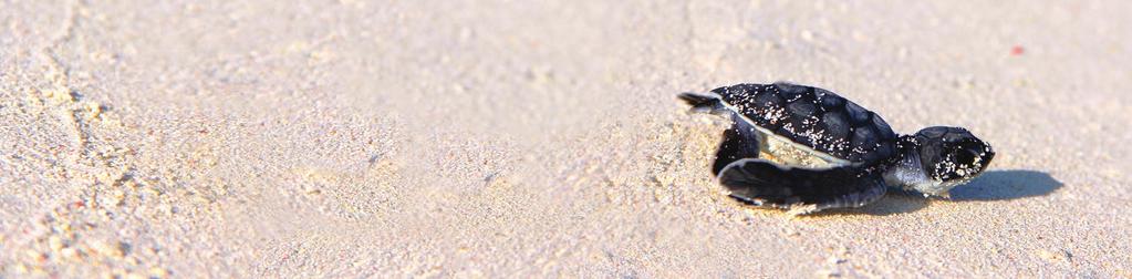 TURTLE NESTING & HATCHING S E A S O N FROM MAY TO OCTOBER