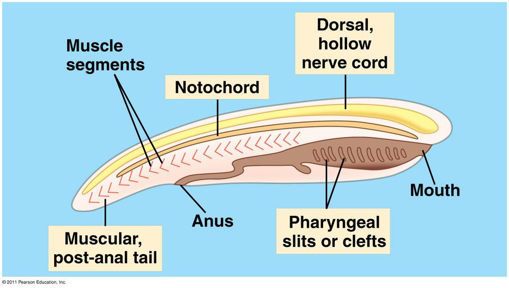 Chordate Animals Objectives: Be able to identify the four traits shared by chordates: notochord, dorsal hollow nerve cord, pharyngeal gill slits/pouches, post-anal tail.