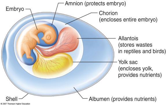 Temperature regulation Amniotic Egg (from drying out temperature) Class Reptilia A