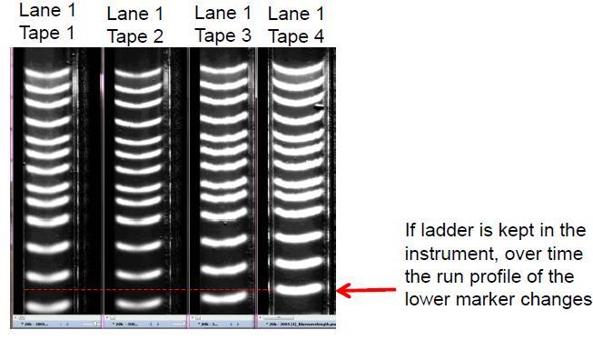 Genomic DNA Sizing Use Fresh Ladder: o Ladder must be prepared fresh for each run & added to the first available position o Run profile