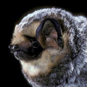 Bats, snakes and other small animals are often forgotten, but