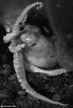 Cunning Experiments with Octopus vulgaris show their