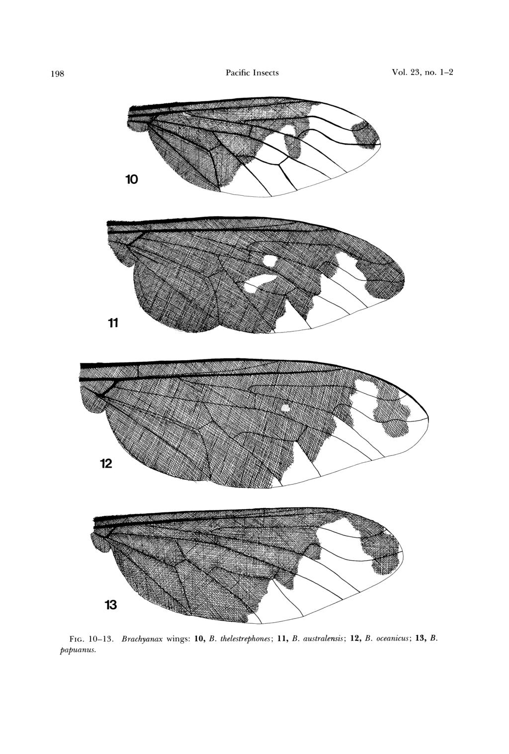 198 Pacific Insects Vol. 23, no. 1-2 FIG. 10-13. Brachyanax wings: 10, B.