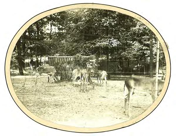 HISTORY CORNER: THE DEER IN PETRIFYING SPRINGS COUNTY PARK Between 1928 and 1941, one of the features of Petrifying Springs County Park was a pen that housed several well-cared-for deer.