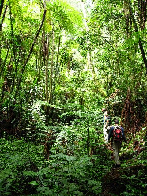 TROPICAL EXPLORATION Challenge: Price: (per person) Unlimited Trekking through the rare and exquisite palms to experience the natural sights and sounds of the