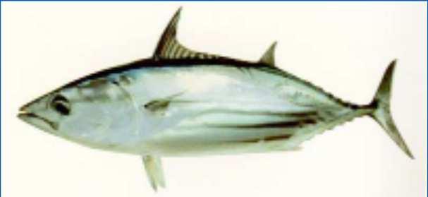 year in advance, might predict tuna - since predictable, might allow